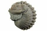 Wide Enrolled Flexicalymene Trilobite - Mt Orab, Ohio #329769-2